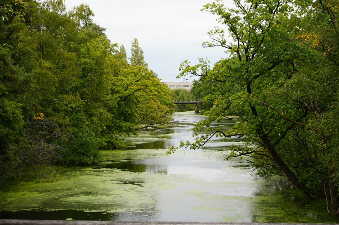 Rivière et végétation à Mol, Belgique