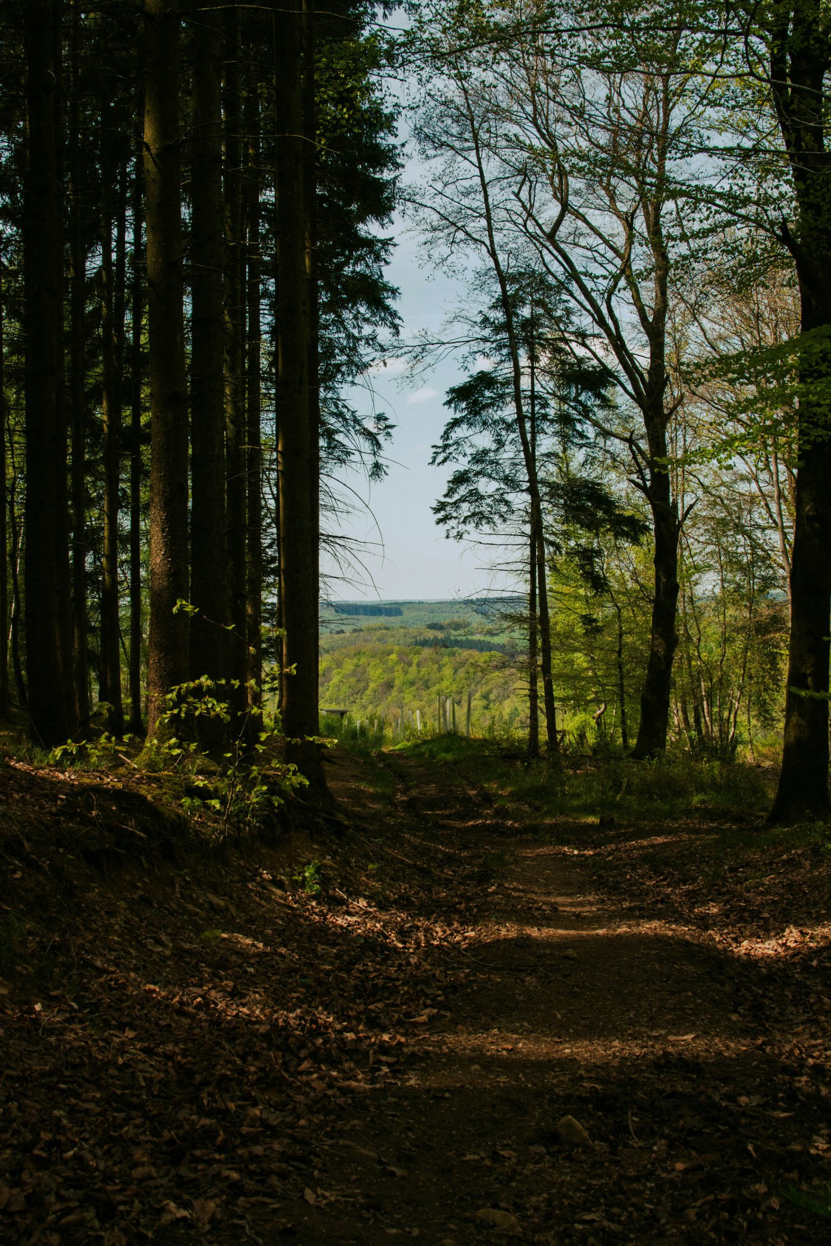 Sentier forestier a Erezee dans les Ardennes belges