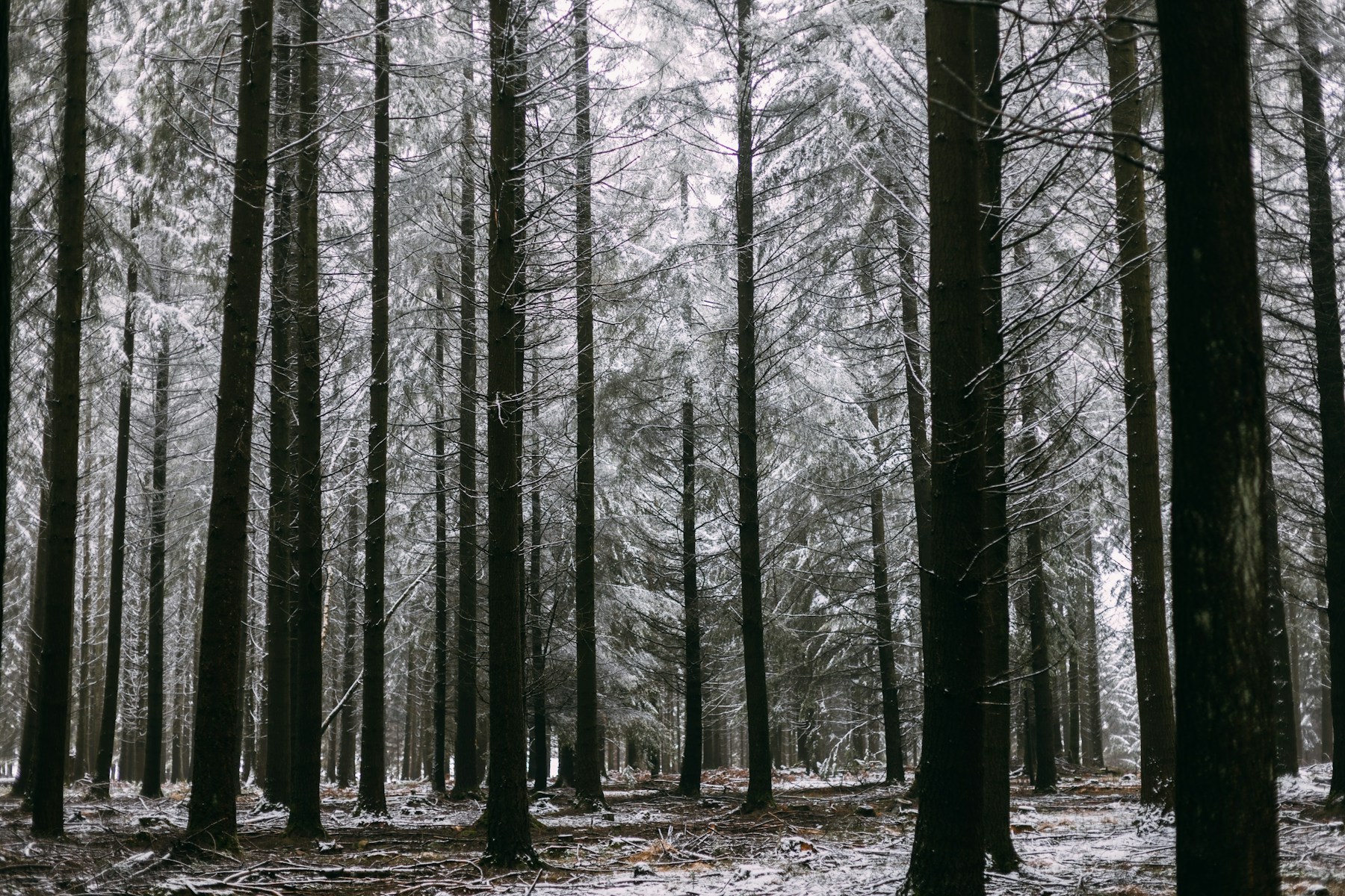 Foret hivernale dans les Ardennes belges a Libin
